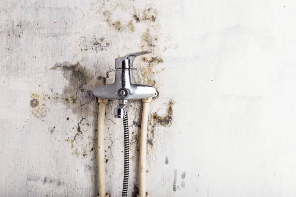 Best Black Mold Removal  in New Union, TN