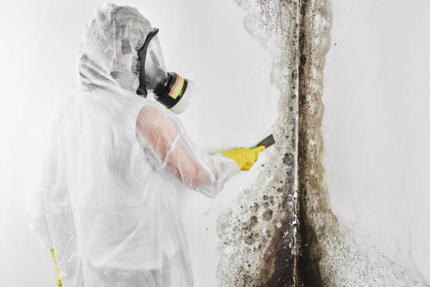 Best Fast Mold Removal  in New Union, TN