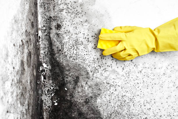 Best Emergency Mold Removal  in New Union, TN