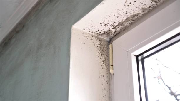 Best Best Mold Removal Companies  in New Union, TN
