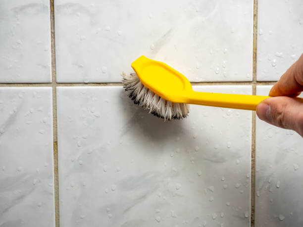 Professional Mold Removal in New Union, TN