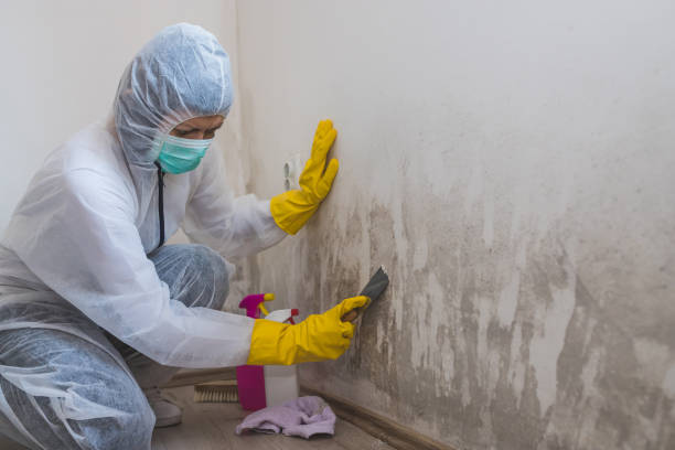 Best Residential Mold Removal  in New Union, TN