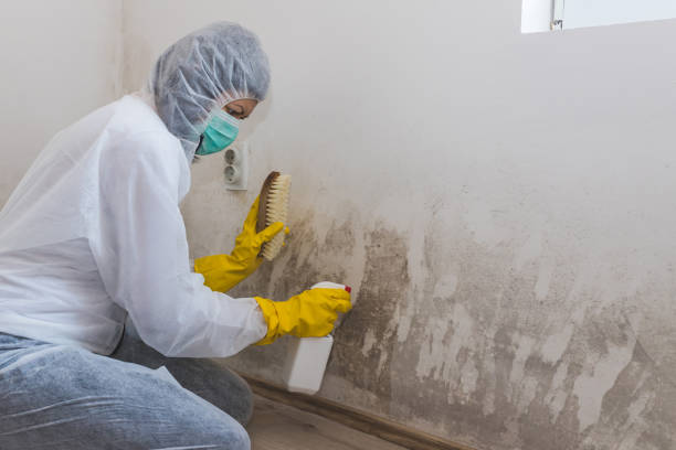 New Union, TN Mold Removal Company