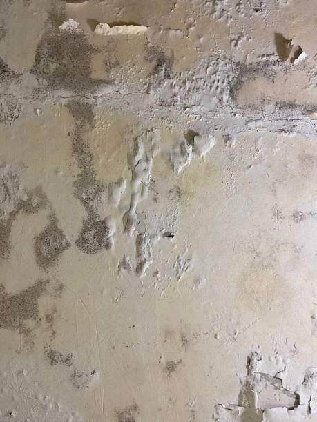 Best Certified Mold Removal  in New Union, TN