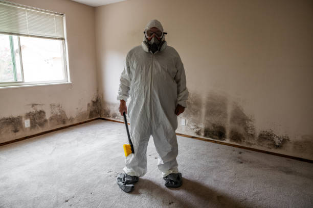 Best Mold Damage Repair  in New Union, TN