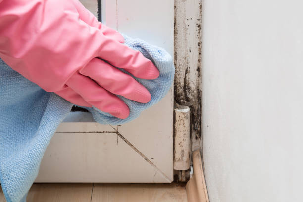 Trusted New Union, TN Mold Removal Experts